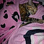 animal, blanket, cat, comfort, cozy, cute, face, fur, indoors, pattern, paw, pet, pink, relaxed, resting, sleeping, snuggle, soft, tabby, warm