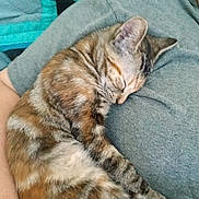 Meechi joined the competition — help win amazing prizes! animal, cat, close_up, comfort, companion, cozy, cute, ears, fur, gray_shirt, indoor, nap, paw, person, pet, relaxation, resting, sleeping, tabby, whiskers