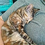 animal, cat, close_up, comfort, companion, cozy, cute, ears, fur, gray_shirt, indoor, nap, paw, person, pet, relaxation, resting, sleeping, tabby, whiskers