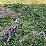 Brutus participe au concours pour gagner de l'argent avec cette photo : dog, brindle, leash, grass, park, trees, playground, slide, outdoor, nature, sunlight, canine, animal, pet, daytime, greenery, walking, summer, field, leaves