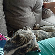 Brutus participe au concours pour gagner de l'argent avec cette photo : dog, brindle, sleeping, couch, sofa, resting, pet, indoor, relaxation, animal, fur, paw, human_arm, textile, fabric, casual_clothing, comfort, home, living_room, nap