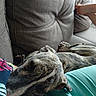 dog, brindle, sleeping, couch, sofa, resting, pet, indoor, relaxation, animal, fur, paw, human_arm, textile, fabric, casual_clothing, comfort, home, living_room, nap