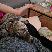 Brutus a rejoint le concours — aidez-le/la à gagner de superbes lots ! brindle, casual, collar, comfort, couch, dog, floor, glass, home, indoor, legs, nap, ottoman, person, relaxing, resting, sleeping, snack, table, wooden_floor