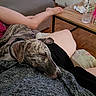 dog, brindle, sleeping, indoor, person, legs, ottoman, table, glass, snack, floor, wooden_floor, couch, relaxing, home, casual, resting, nap, collar, comfort