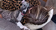 Brutus participe au concours pour gagner de l'argent avec cette photo : animal, casual_clothing, comfort, couch, cozy, dog, happy, home_interior, indoor, leopard_print, living_room, person, pet, phone, pillow, relaxed, resting, smiling_dog, table, wooden_floor