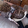 Brutus participe au concours pour gagner de l'argent avec cette photo : dog, person, couch, leopard_print, living_room, wooden_floor, table, phone, relaxed, smiling_dog, pet, home_interior, pillow, resting, casual_clothing, animal, comfort, indoor, happy, cozy
