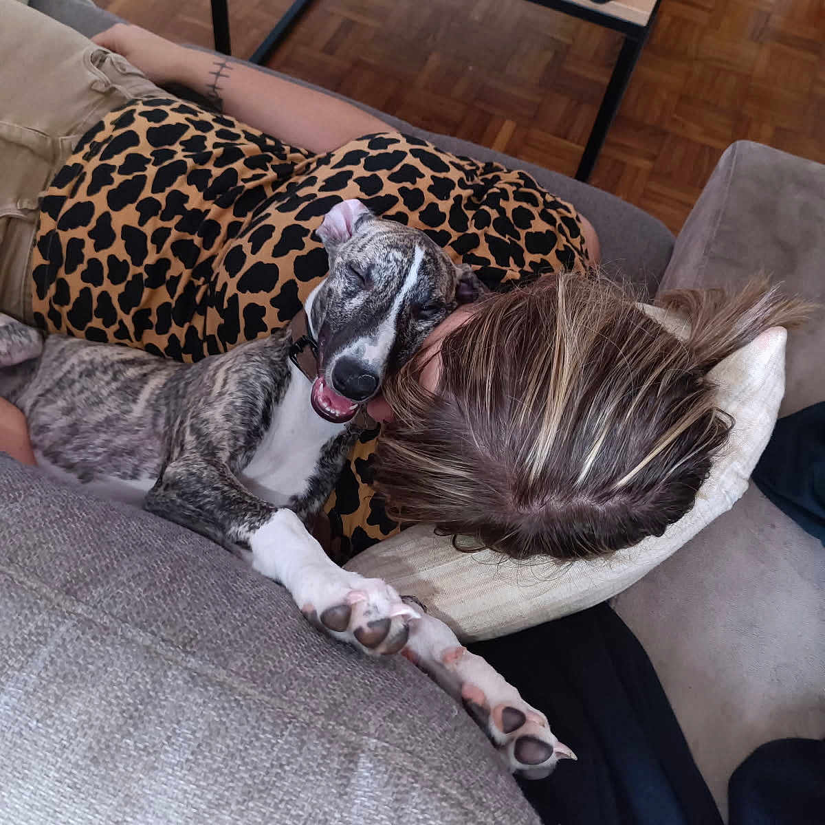 Brutus participe au concours pour gagner de l'argent avec cette photo : dog, person, couch, leopard_print, living_room, wooden_floor, table, phone, relaxed, smiling_dog, pet, home_interior, pillow, resting, casual_clothing, animal, comfort, indoor, happy, cozy