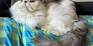 Romeo Du Sahara a rejoint le concours — aidez-le/la à gagner de superbes lots ! cat, persian_cat, fluffy, long_hair, pet, animal, resting, indoor, blanket, checkered_pattern, tail, fur, face, orange_eyes, cute, domestic_animal, relaxed, lying_down, soft, cozy