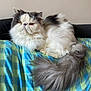 cat, persian_cat, fluffy, long_hair, pet, animal, resting, indoor, blanket, checkered_pattern, tail, fur, face, orange_eyes, cute, domestic_animal, relaxed, lying_down, soft, cozy