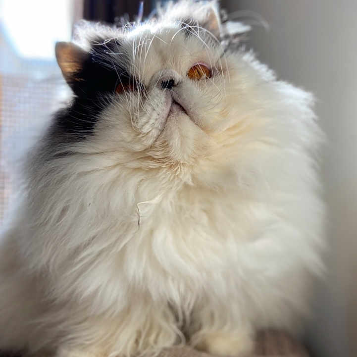 Romeo Du Sahara