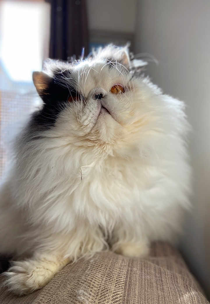Romeo Du Sahara