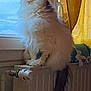 cat, fluffy, window, radiator, indoor, yellow_curtains, pet, feline, long_tail, fur, cozy, domestic, gazing, natural_light, white_cat, gray_patches, sitting, warm_colors, quiet, calm