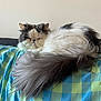 cat, fluffy, long_hair, gray, white, pet, sleepy, resting, indoor, blanket, checkered, feline, cute, cozy, tail, animal, relaxed, fur, living_room, comfort