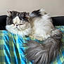 cat, fluffy, long_hair, gray, white, tail, indoor, blanket, couch, pet, animal, resting, feline, relaxed, fur, cute, domestic, cozy, sleepy, face