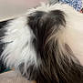 dog, black_and_white, fluffy, fur, pet, animal, resting, indoor, fabric, pattern, texture, close_up, back_view, domestic_animal, hair, soft, cute, companion, furry, relaxing