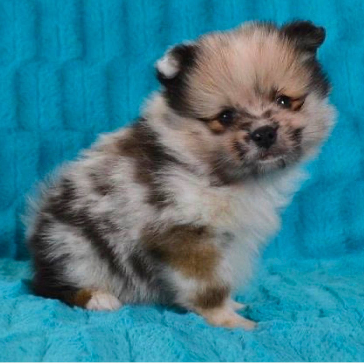 Skipper joined the competition — help win amazing prizes! ancient_dog_breeds, canidae, carnivore, companion_dog, dog, dog_breed, fawn, fur, liver, maltepoo, non_sporting_group, puppy, snout, sporting_group, terrestrial_animal, toy_dog, whiskers, working_animal