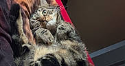Tigrou a rejoint le concours — aidez-le/la à gagner de superbes lots ! bed, blanket, cat, closeup, cozy, curious, feline, fur, indoor, lying_down, natural_light, paws, pet, portrait, relaxed, room, storage_drawer, stripes, tabby_cat, whiskers