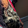 bed, blanket, cat, closeup, cozy, curious, feline, fur, indoor, lying_down, natural_light, paws, pet, portrait, relaxed, room, storage_drawer, stripes, tabby_cat, whiskers