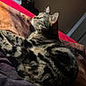 Tigrou a rejoint le concours — aidez-le/la à gagner de superbes lots ! bed, bedding, blanket, cat, closeup, cozy, domestic_cat, ears, fur, indoor, looking_up, lounging, pet, portrait, sleepy, soft_light, striped, stripes, tabby_cat, whiskers