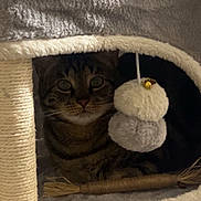 Tigrou participe au concours pour gagner de l'argent avec cette photo : cat, cat_house, cozy, furniture, green_eyes, hiding, indoor, low_light, pet, plush, pom_pom_toy, portrait, rope, scratching_post, sitting, soft_texture, stripes, tabby_cat, vertical_photo, whiskers
