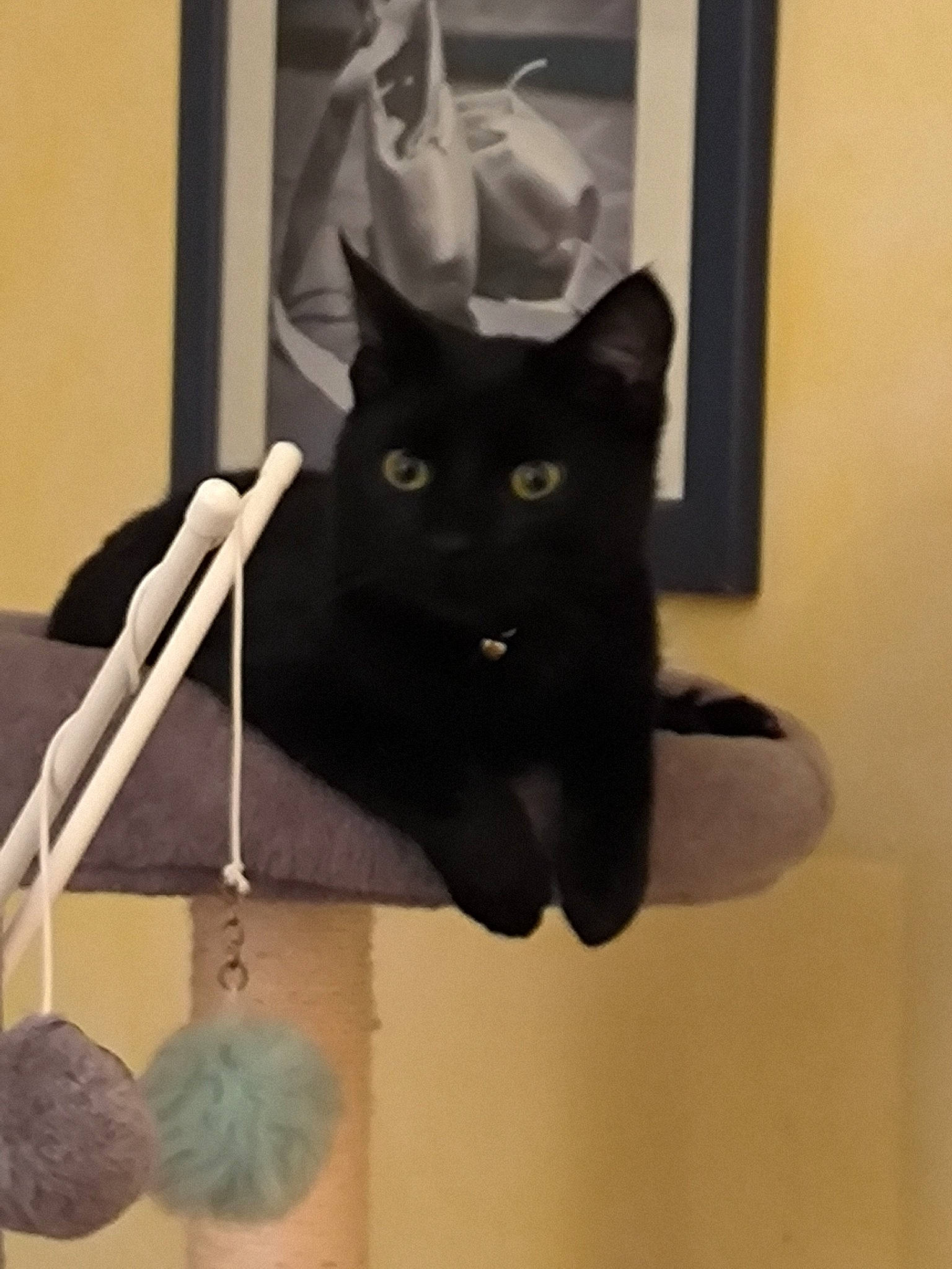 Uno a rejoint le concours — aidez-le/la à gagner de superbes lots ! art, black_cat, bombay, carnivore, cat, domestic_short_haired_cat, fashion_accessory, felidae, fur, paper_bag, room, small_to_medium_sized_cats, snout, tail, whiskers