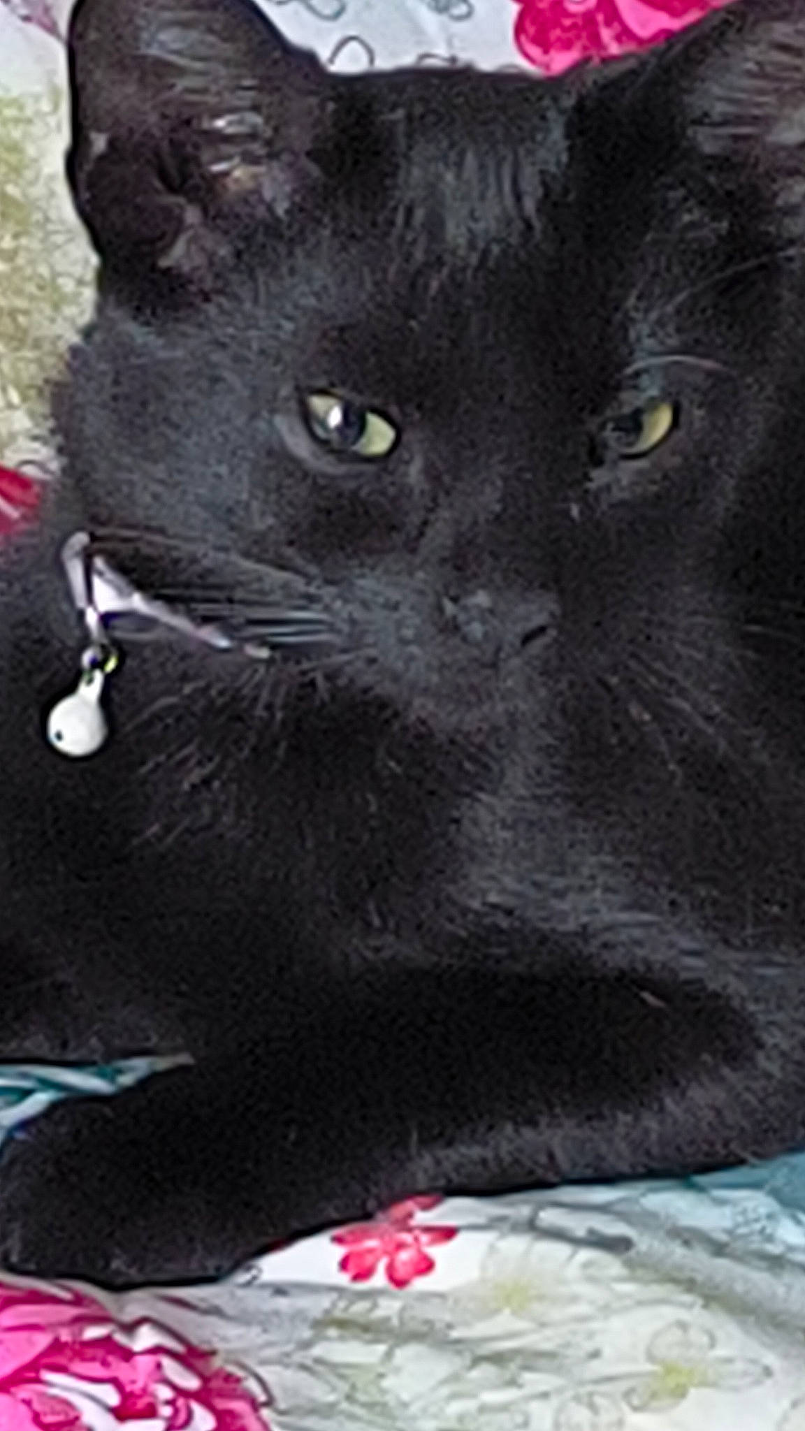 Uno participe au concours pour gagner de l'argent avec cette photo : big_cats, black_cat, bombay, carmine, carnivore, cat, domestic_short_haired_cat, felidae, fur, grey, small_to_medium_sized_cats, snout, tail, terrestrial_animal, whiskers