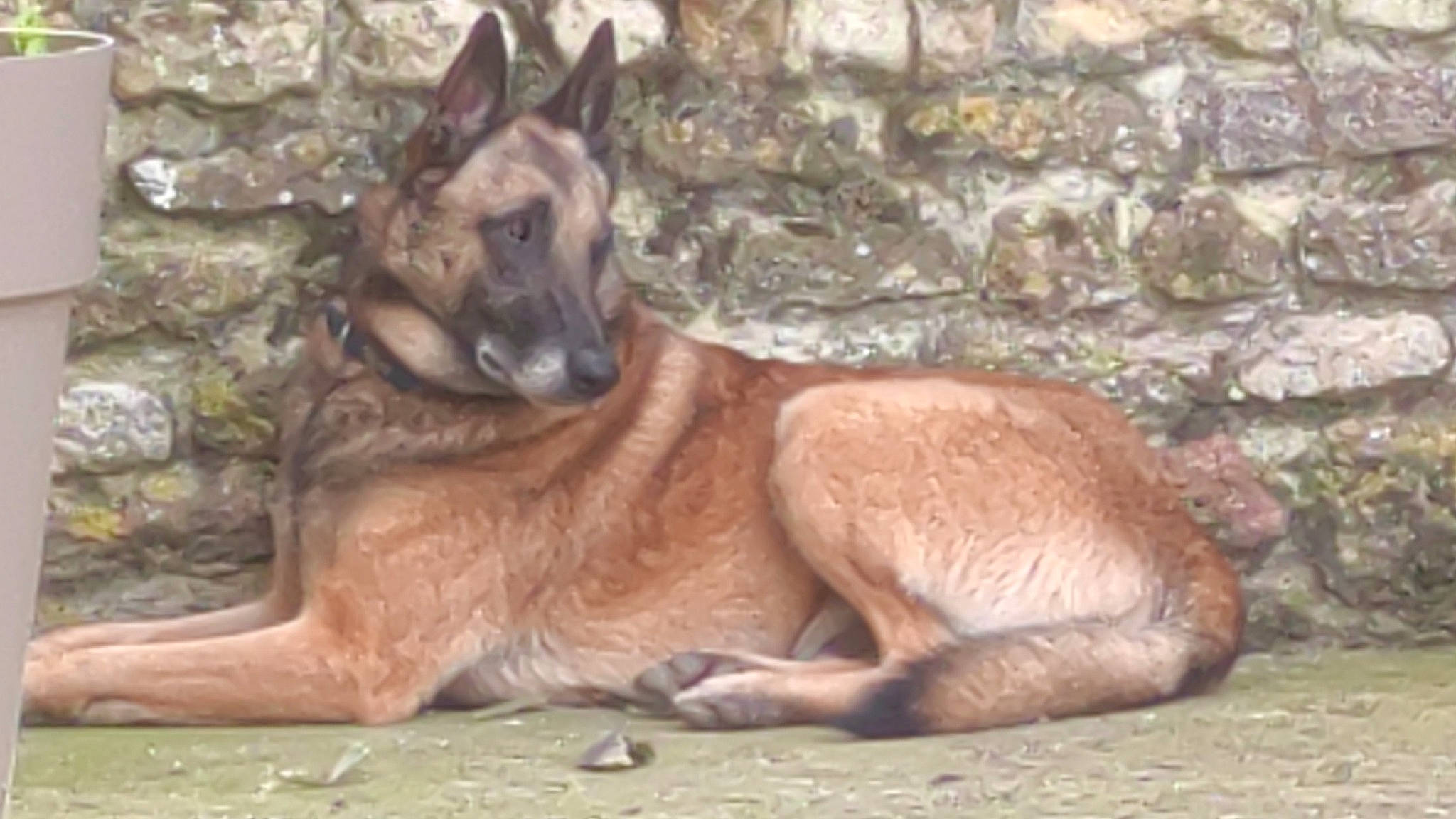 Niels participe au concours pour gagner de l'argent avec cette photo : canidae, carnivore, dog, dog_breed, fawn, fur, german_shepherd_dog, king_shepherd, snout, terrestrial_animal, whiskers, wildlife, zoo