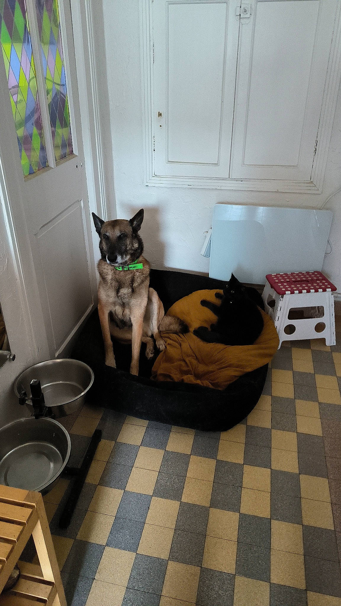 Niels a rejoint le concours — aidez-le/la à gagner de superbes lots ! carnivore, cat, comfort, companion_dog, couch, dog_breed, door, fawn, felidae, floor, flooring, grey, hardwood, interior_design, living_room, sink, small_to_medium_sized_cats, tail, whiskers, wood