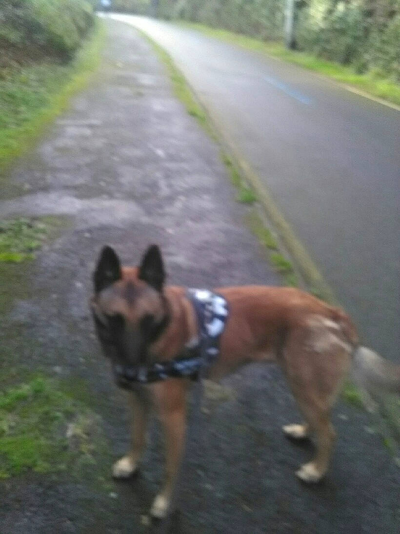 Niels participe au concours pour gagner de l'argent avec cette photo : asphalt, canidae, carnivore, collar, companion_dog, dog, dog_breed, dog_supply, fawn, grass, herding_dog, plant, road, road_surface, snout, sporting_group, tail, tree, working_animal, working_dog