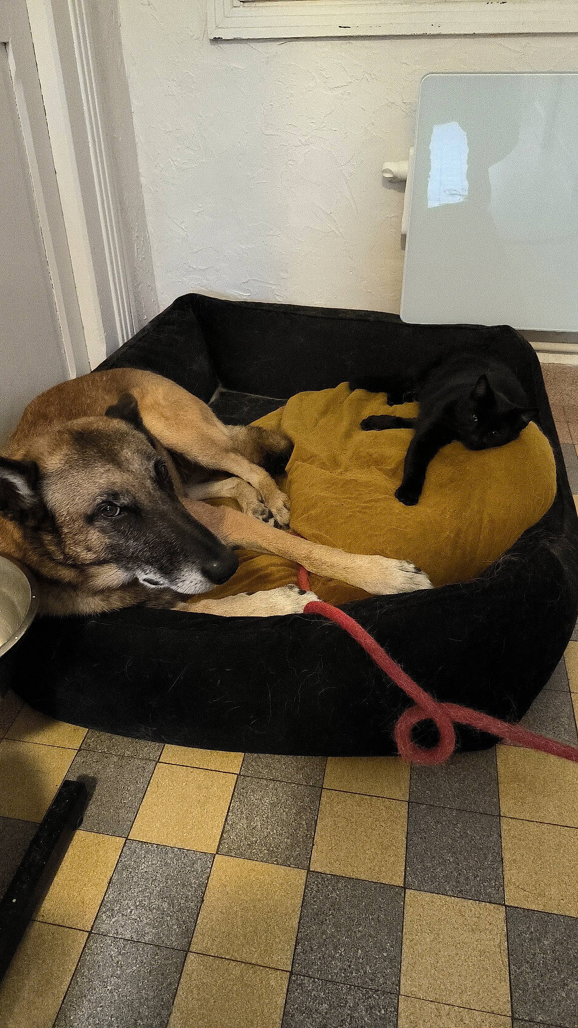 Niels participe au concours pour gagner de l'argent avec cette photo : canidae, carnivore, collar, comfort, companion_dog, curtain, dog, dog_breed, dog_supply, fawn, floor, flooring, fur, grey, hardwood, pet_supply, sporting_group, tail, wood, working_animal