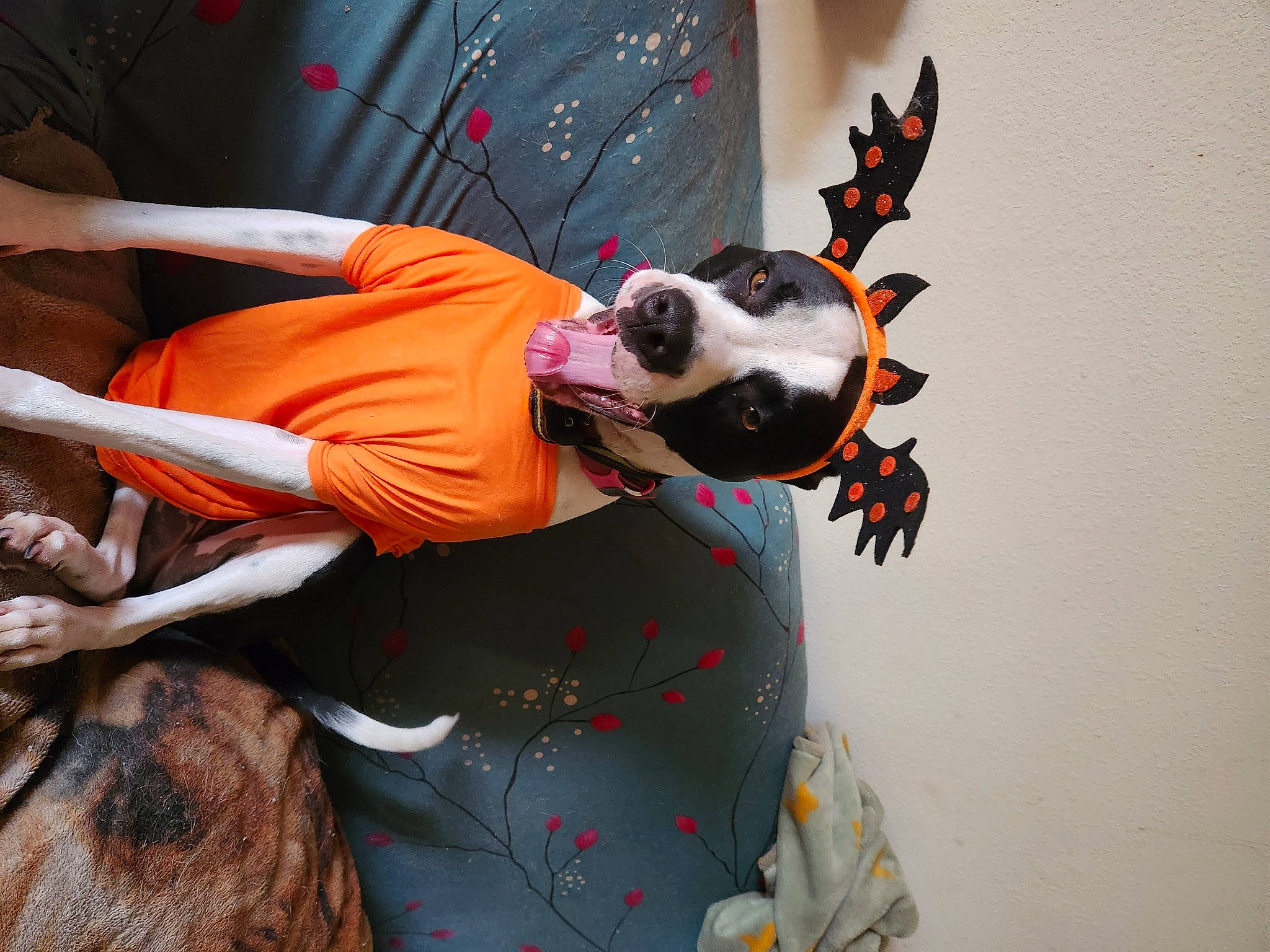 Panda is registered to the contest to win money with this photo: canidae, carmine, carnivore, companion_dog, costume, dog, dog_breed, event, eyewear, fawn, fictional_character, fun, fur, goggles, hat, sporting_group, sunglasses, tail, whiskers, working_animal