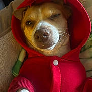Seven is registered to the contest to win money with this photo: animal, blanket, canine, comfort, cozy, cute, dog, fur, hoodie, indoor, mammal, paw, pet, portrait, red_clothing, relaxed, resting, sleepy, snug, warm