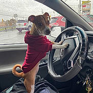 Seven joined the competition — help win amazing prizes! dog, puppy, hoodie, car_interior, steering_wheel, rain, window, raindrops, keys, person, seat, dashboard, side_mirror, red_clothing, brown_dog, white_paws, curious, pet, vehicle, indoor