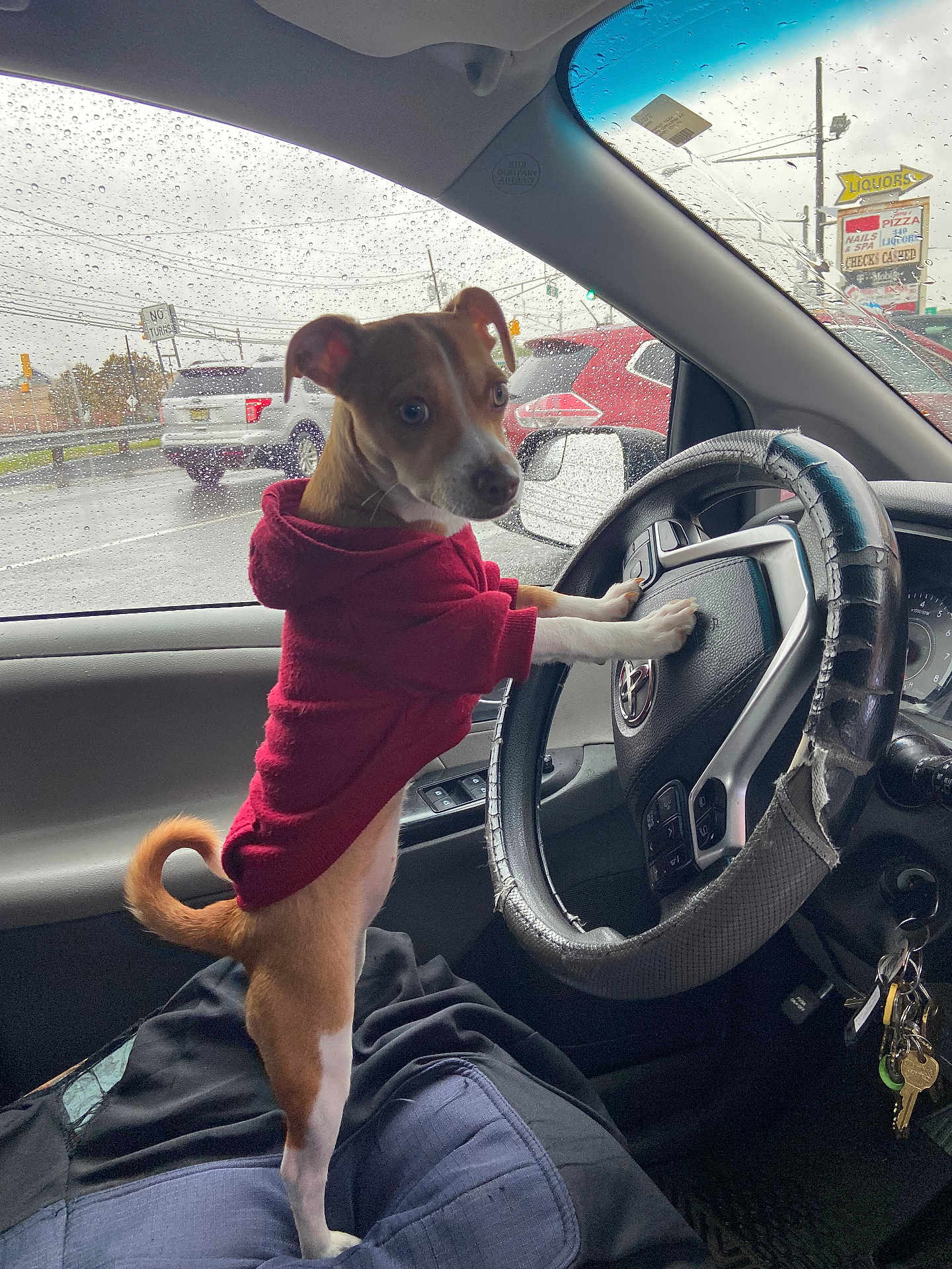 Seven joined the competition — help win amazing prizes! dog, puppy, hoodie, car_interior, steering_wheel, rain, window, raindrops, keys, person, seat, dashboard, side_mirror, red_clothing, brown_dog, white_paws, curious, pet, vehicle, indoor