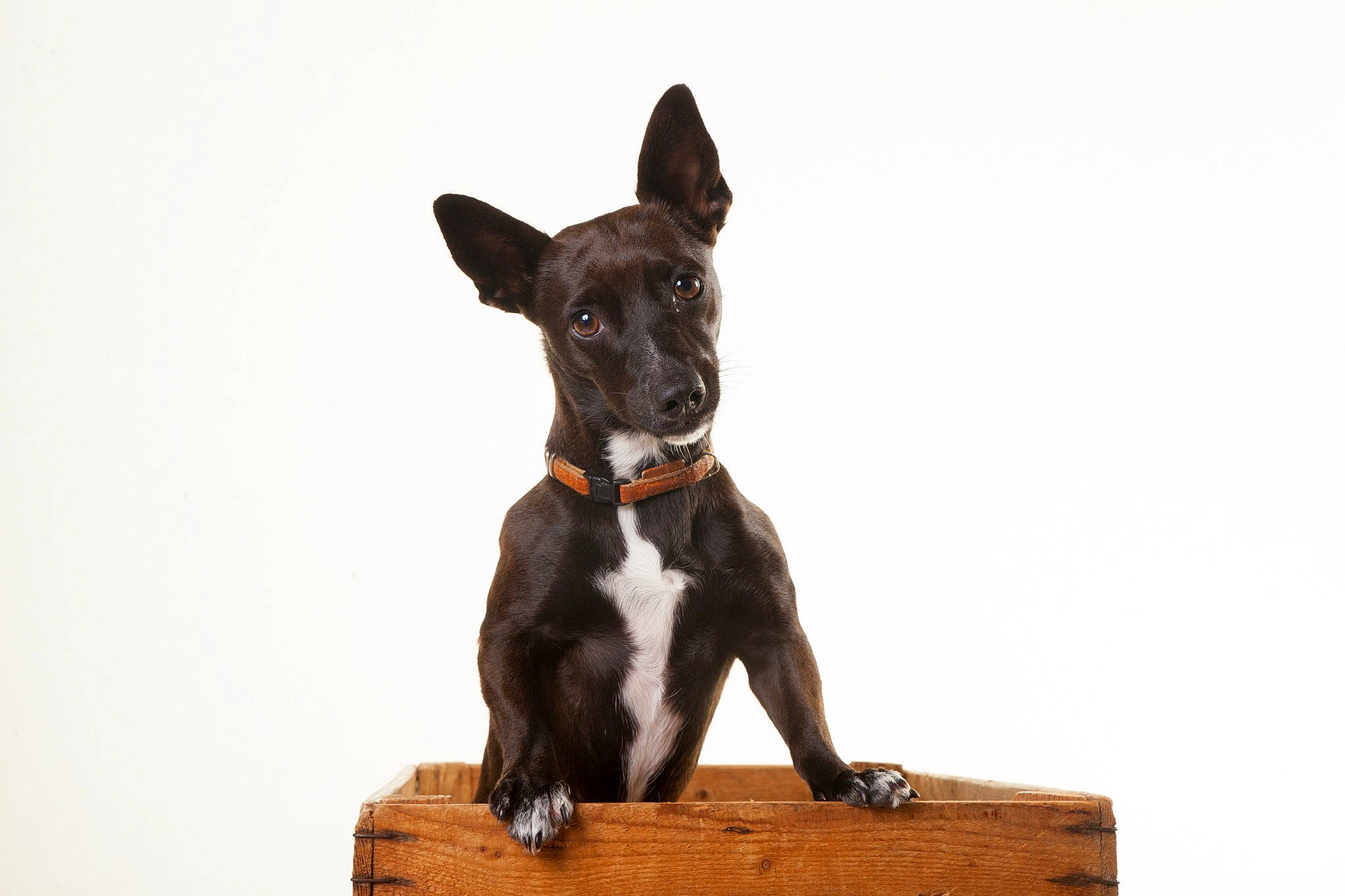 Rila a rejoint le concours — aidez-le/la à gagner de superbes lots ! ancient_dog_breeds, art, carnivore, companion_dog, dog, dog_breed, guard_dog, hunting_dog, liver, non_sporting_group, snout, tail, terrestrial_animal, toy_dog, whiskers, wood, working_animal, working_dog