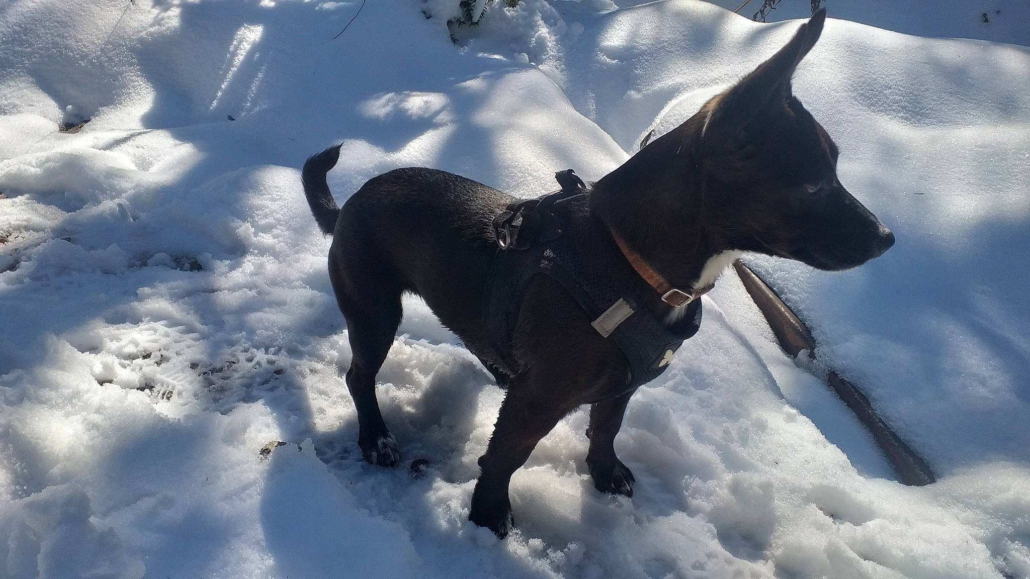 Rila a rejoint le concours — aidez-le/la à gagner de superbes lots ! canidae, carnivore, collar, companion_dog, dog, dog_breed, dog_collar, dog_supply, freezing, leash, mammal, pet_supply, snout, snow, sporting_group, tail, vertebrate, winter, working_animal, working_dog