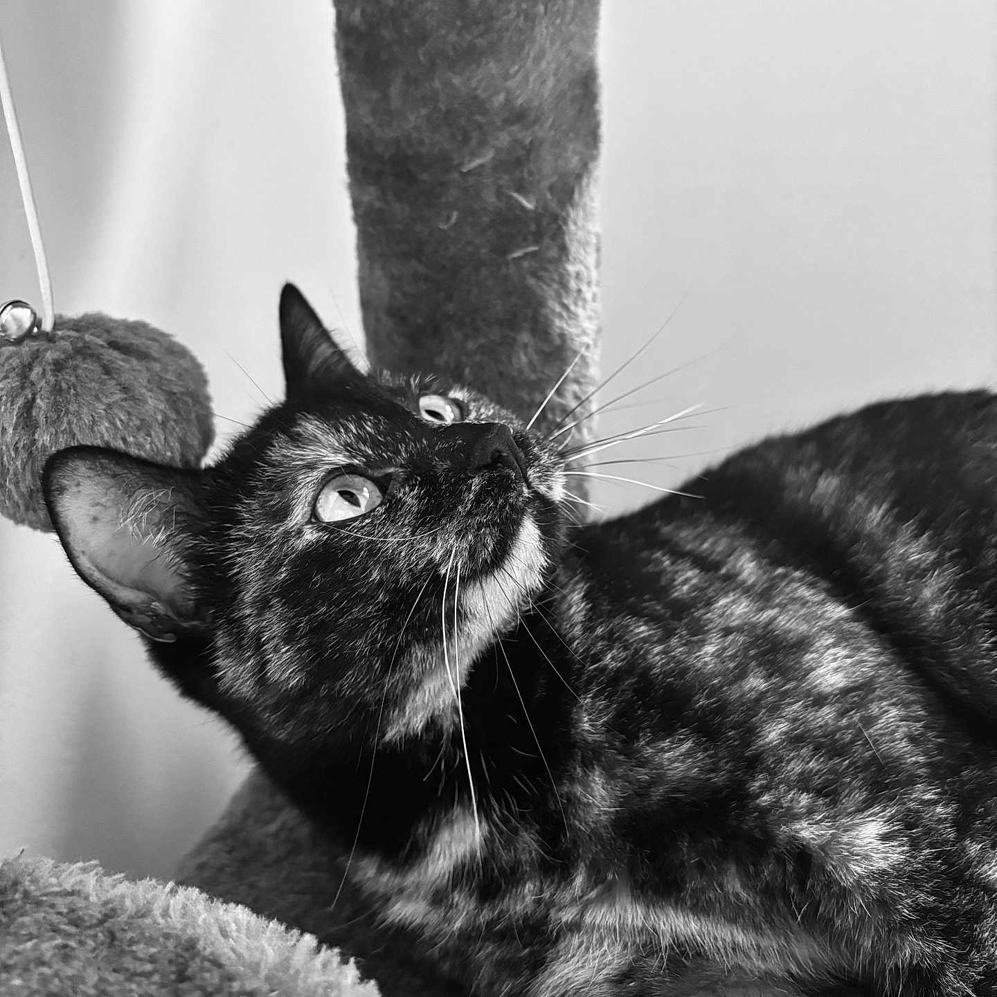 Thémis participe au concours pour gagner de l'argent avec cette photo : abyssinian, angora, animal, blackcat, bodypart, brasssection, cat, horn, kitten, manx, mouth, musicalinstrument, person, pet, siamese