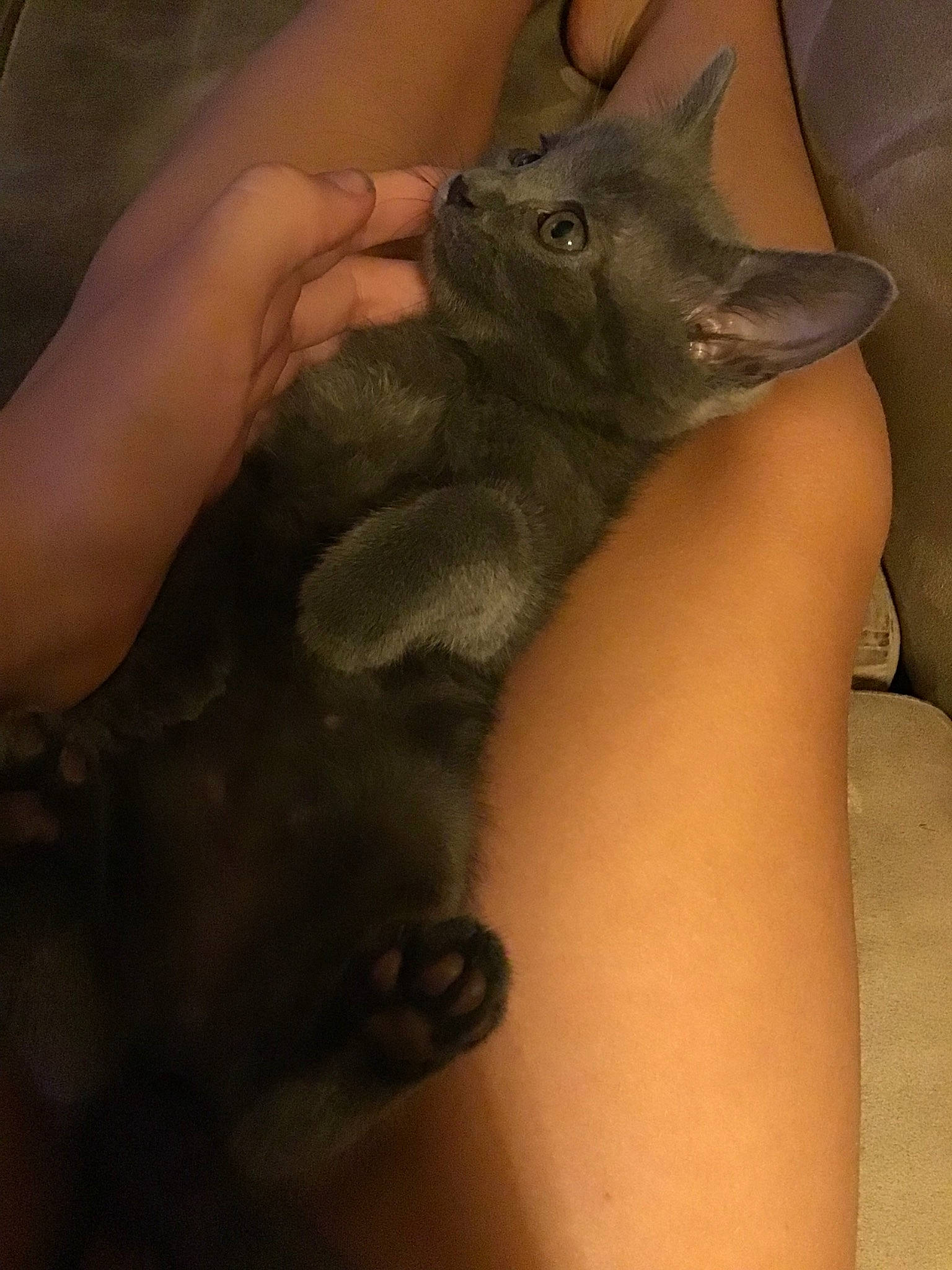 Todo joined the competition — help win amazing prizes! arm, carnivore, cat, chartreux, felidae, hand, korat, leg, nebelung, russian_blue, skin, small_to_medium_sized_cats, whiskers