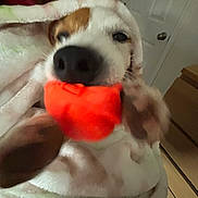 Bella is registered to the contest to win money with this photo: dog, blanket, toy, indoor, closeup, pet, playful, animal, brown, white, snout, ears, cozy, furniture, door, carpet, home, cute, soft, relaxed