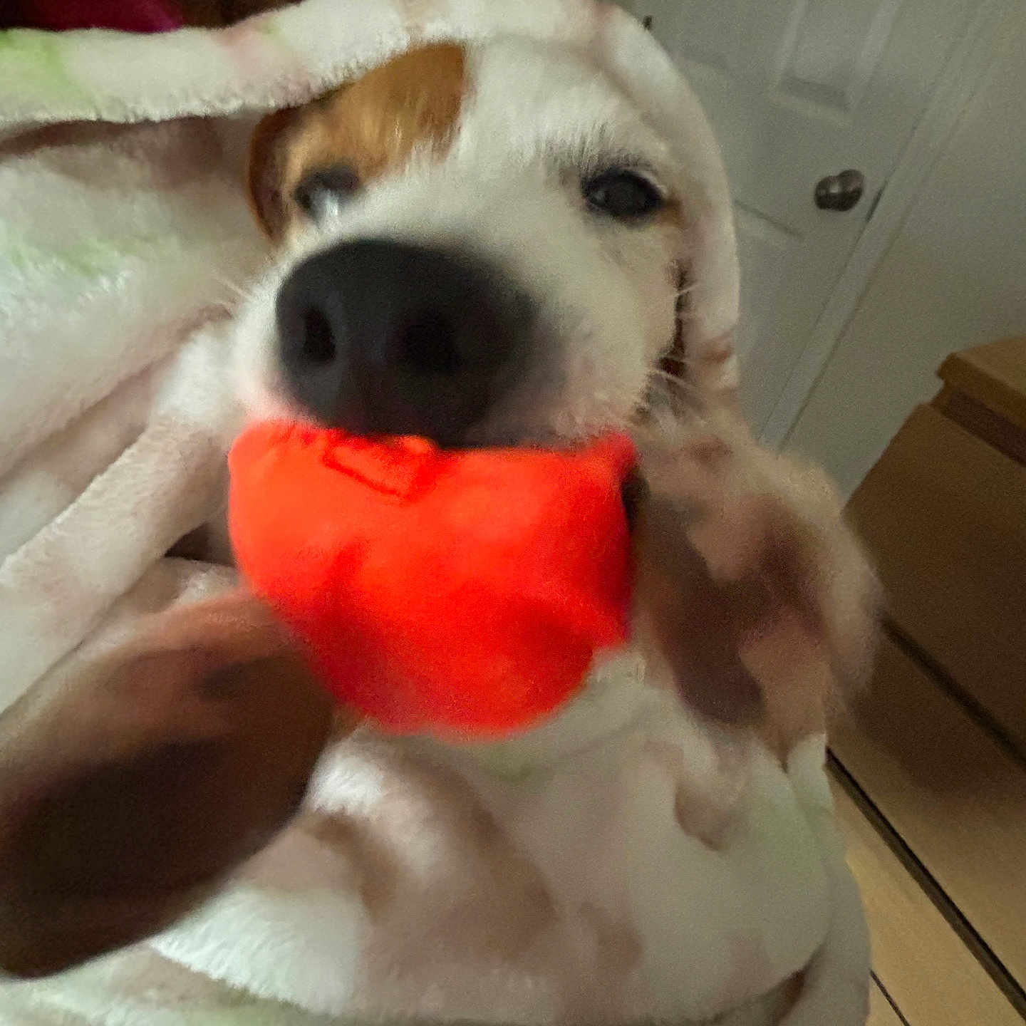 Bella is registered to the contest to win money with this photo: animal, blanket, brown, carpet, closeup, cozy, cute, dog, door, ears, furniture, home, indoor, pet, playful, relaxed, snout, soft, toy, white