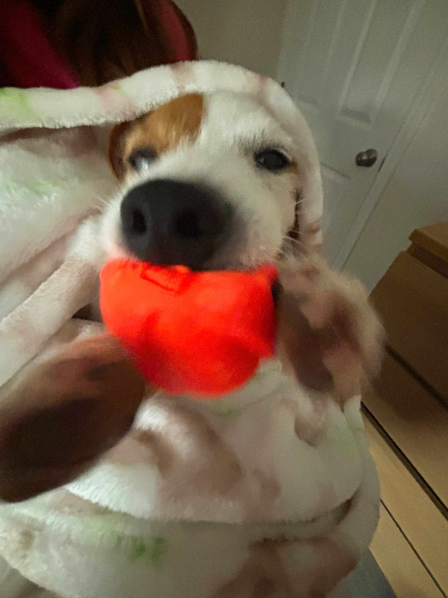 Bella is registered to the contest to win money with this photo: dog, blanket, toy, indoor, closeup, pet, playful, animal, brown, white, snout, ears, cozy, furniture, door, carpet, home, cute, soft, relaxed