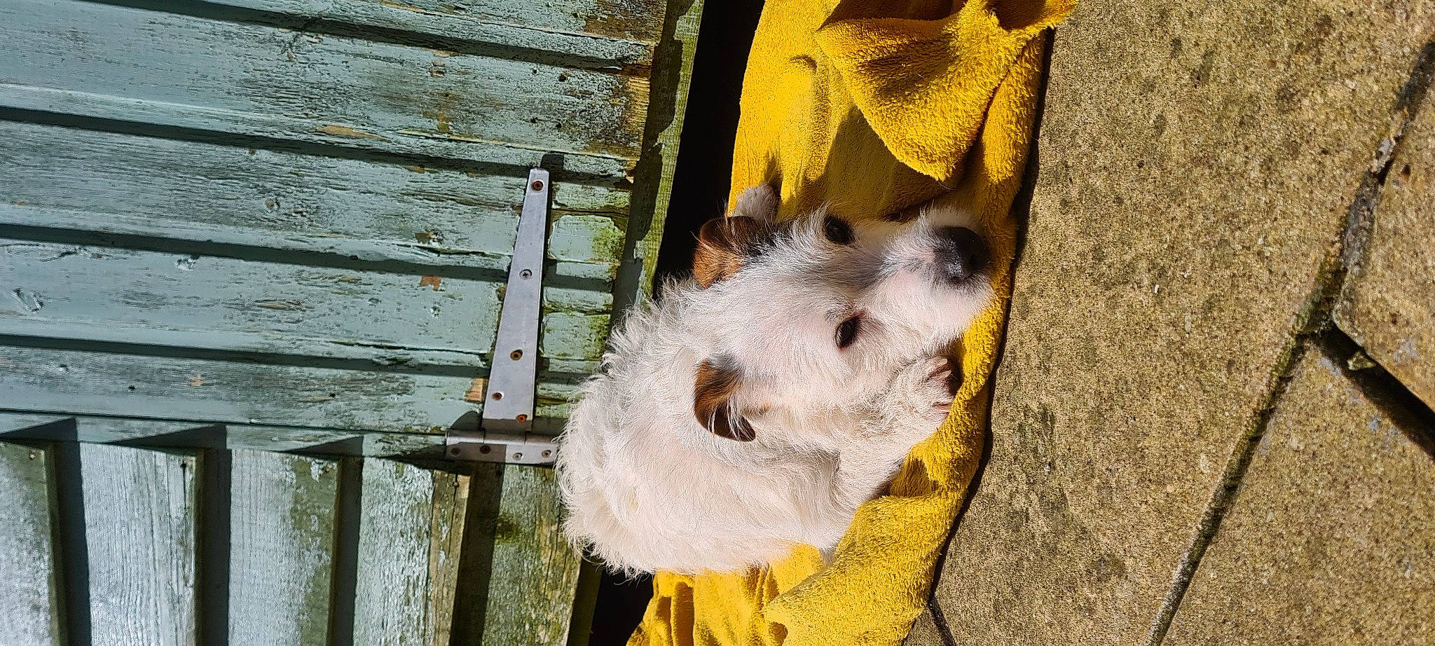 Piper is registered to the contest to win money with this photo: canidae, carnivore, companion_dog, dog, dog_breed, door, fawn, felidae, fur, plank, snout, sporting_group, tail, terrier, tree, whiskers, window, wood, working_animal, yellow