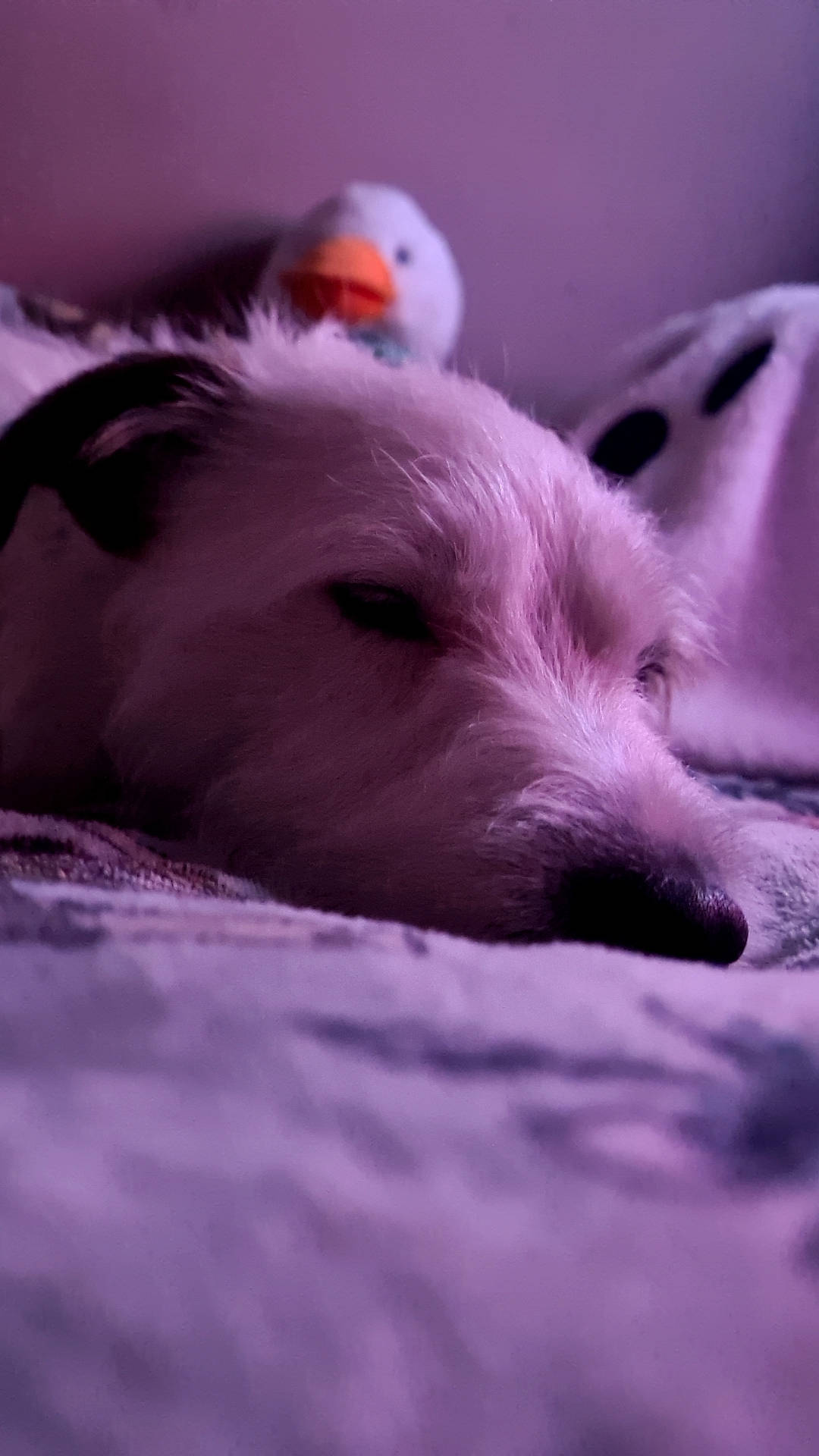 Piper joined the competition — help win amazing prizes! canidae, carnivore, close_up, comfort, companion_dog, dog, dog_breed, ear, fur, magenta, non_sporting_group, snout, sporting_group, terrestrial_animal, working_animal