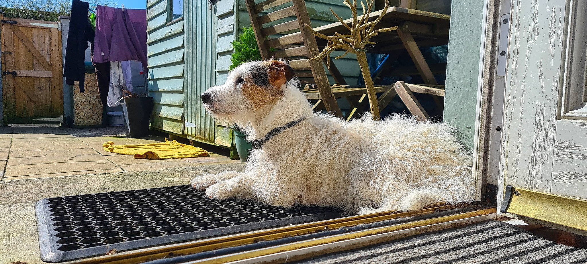 Piper is registered to the contest to win money with this photo: canidae, carnivore, chair, collar, companion_dog, dog, dog_breed, dog_collar, dog_supply, fur, small_terrier, snout, sporting_group, tail, terrier, toy_dog, wire_hair_fox_terrier, wood, working_animal, working_terrier