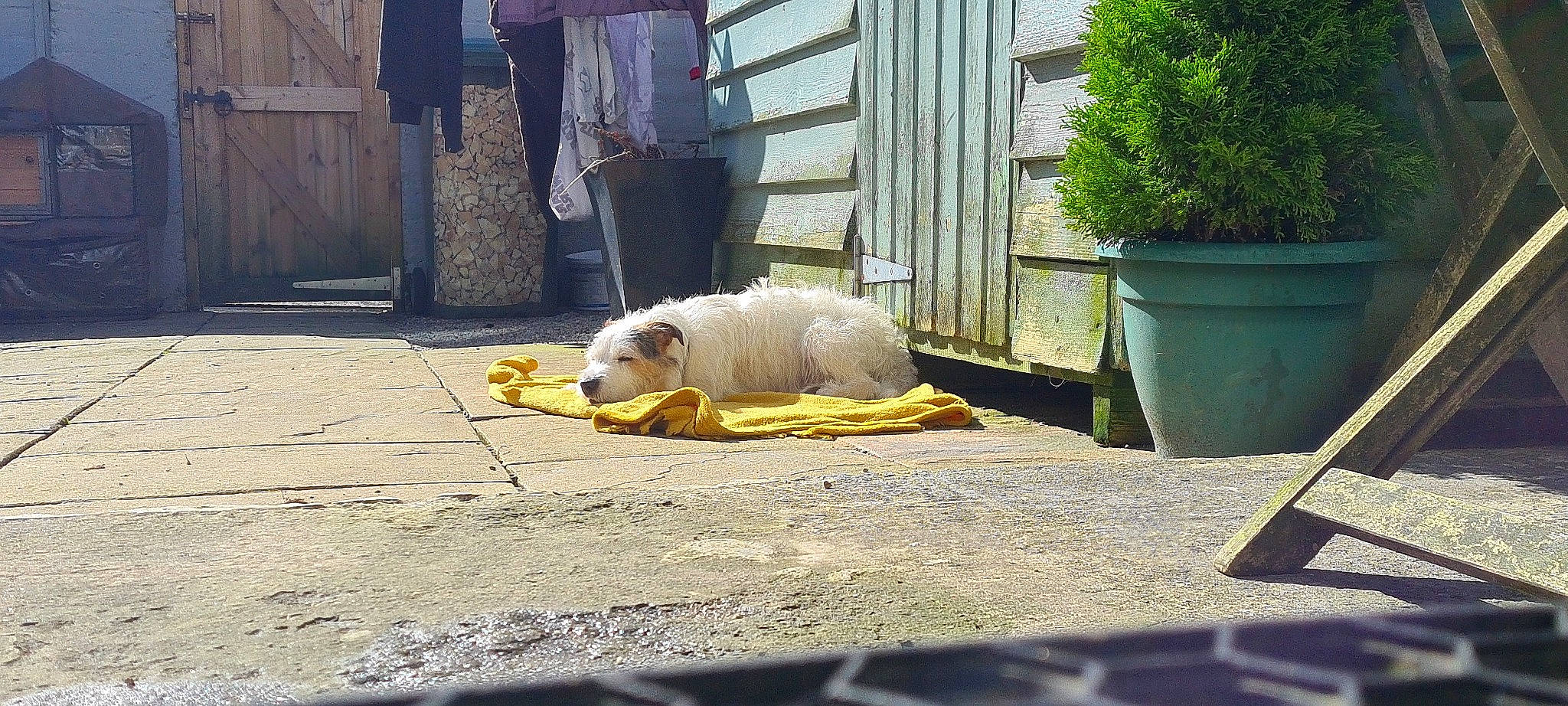 Piper is registered to the contest to win money with this photo: asphalt, canidae, carnivore, companion_dog, concrete, curb, dog, dog_breed, flooring, fur, grass, plant, road, road_surface, shorts, sidewalk, sporting_group, street, tail, toy_dog