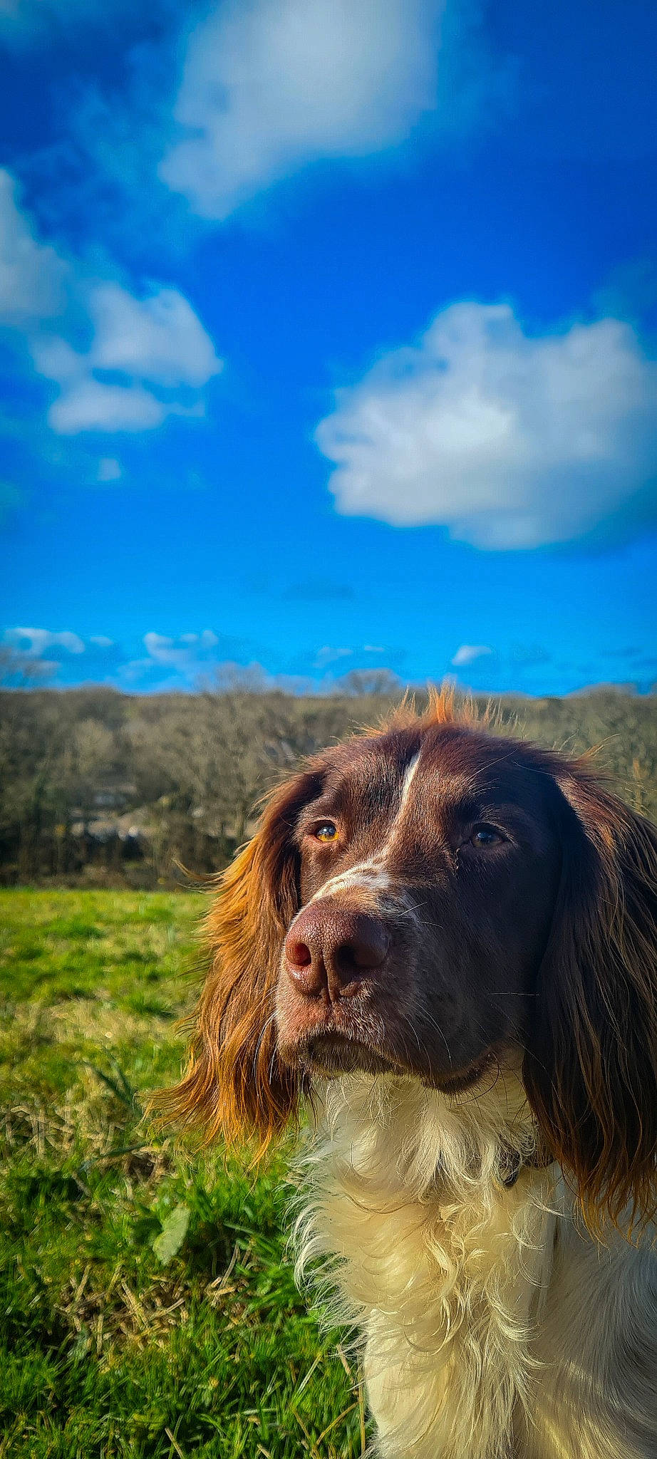 Otter is registered to the contest to win money with this photo: canidae, carnivore, cloud, companion_dog, cumulus, dog, dog_breed, fur, grass, grassland, gun_dog, happy, landscape, liver, natural_landscape, plant, sky, snout, sporting_group, working_dog