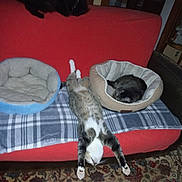 Muffin is registered to the contest to win money with this photo: animal, black_cat, blanket, carpet, cat, couch, cozy, furniture, home, indoor, pet_bed, plaid, relaxing, resting, sleeping, soft, stretched_out, striped_cat, tabby, upside_down