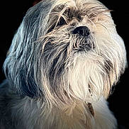 Marcel participe au concours pour gagner de l'argent avec cette photo : dog, fluffy, portrait, close_up, fur, pet, animal, muzzle, black_background, long_hair, cute, domestic_animal, canine, whiskers, fur_texture, profile_view, adorable, collar, companion, majestic