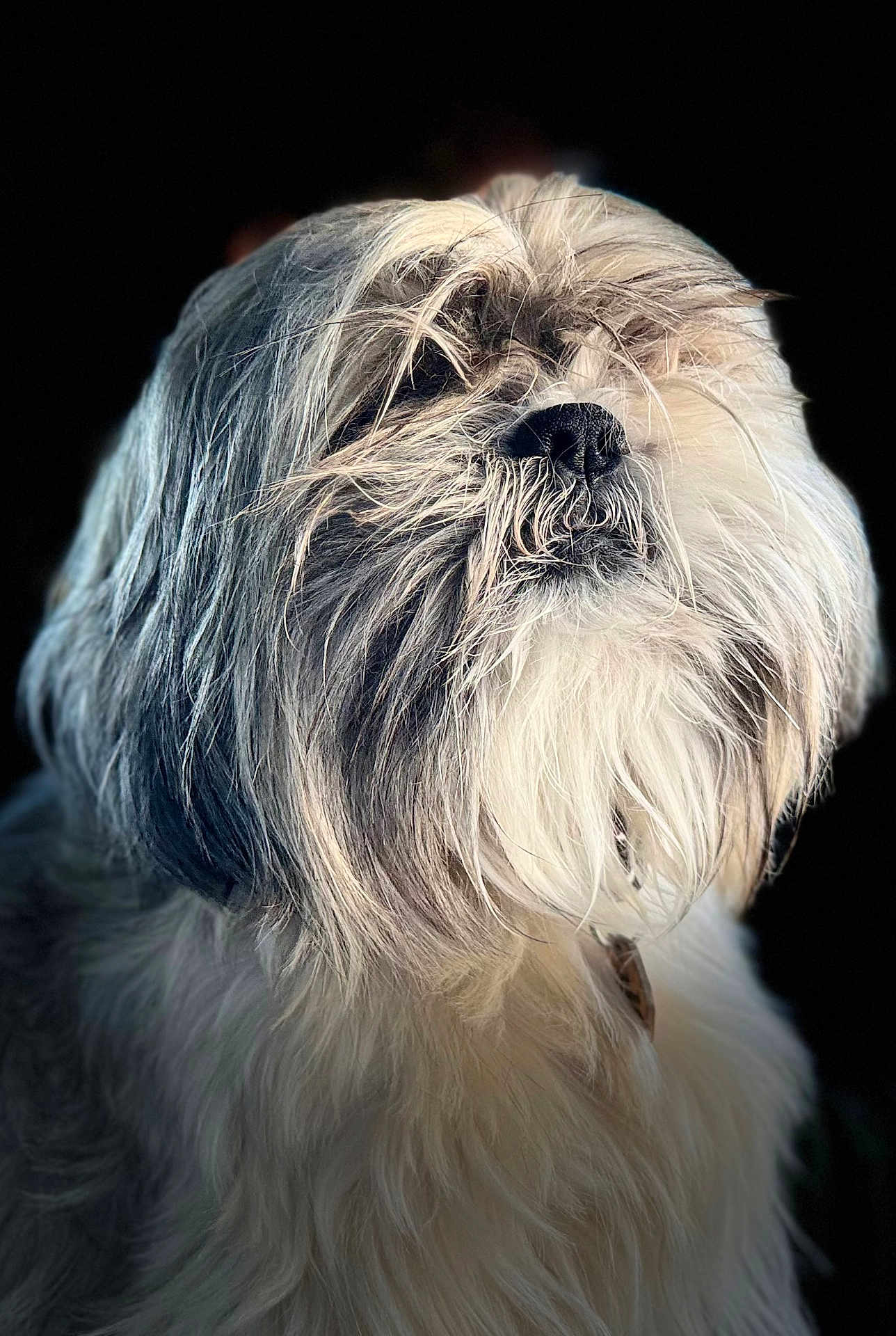 Marcel participe au concours pour gagner de l'argent avec cette photo : dog, fluffy, portrait, close_up, fur, pet, animal, muzzle, black_background, long_hair, cute, domestic_animal, canine, whiskers, fur_texture, profile_view, adorable, collar, companion, majestic