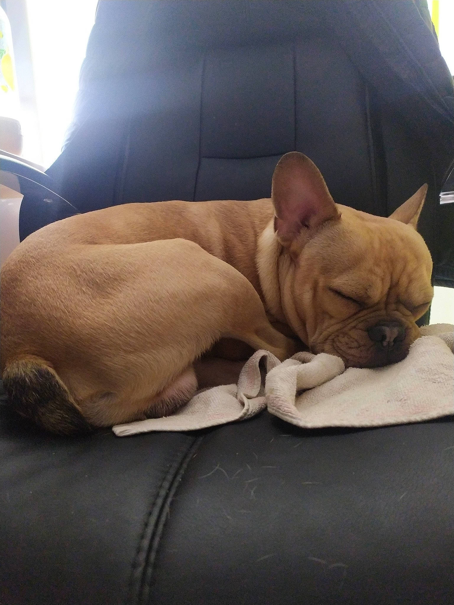 Pakito a rejoint le concours — aidez-le/la à gagner de superbes lots ! bulldog, canidae, carnivore, comfort, companion_dog, dog, dog_breed, ear, fawn, french_bulldog, linens, mammal, nap, non_sporting_group, pillow, puppy, skin, sleep, snout, whiskers
